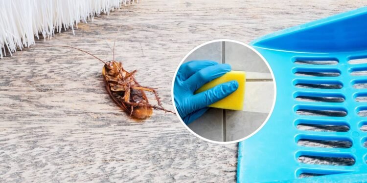 Baratas em casa? 3 métodos para se livrar desta praga de forma natural