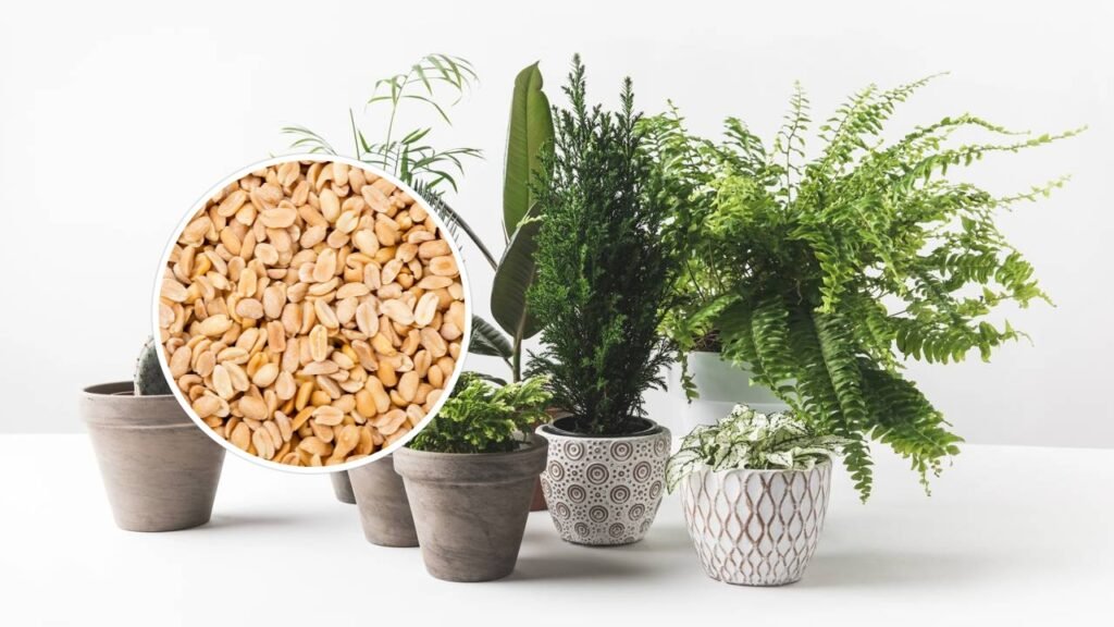 Poucos sabem os usos domésticos você pode dar cascas de amendoim