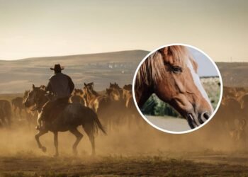 Qual é o coletivo de cavalo, segundo a língua portuguesa