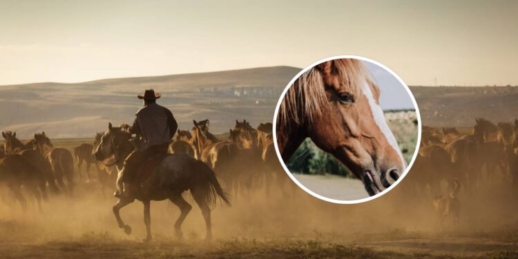 Qual é o coletivo de cavalo, segundo a língua portuguesa
