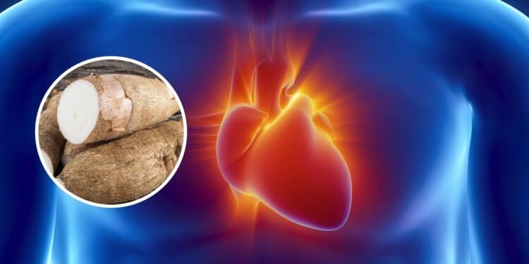 O alimento mais completo para energia, digestão e a saúde cardiovascular