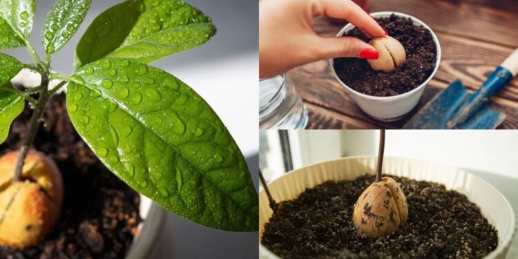 Uma das etapas iniciais no cultivo é germinar a semente, para garantir o sucesso do plantio - Créditos: depositphotos.com / ekaterinachalysheva.yahoo.com / Créditos: depositphotos.com / vikaemerson1 / Créditos: depositphotos.com / maryviolet