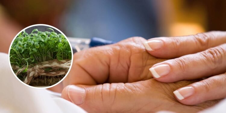 Este vegetal (muitas vezes ignorado) é uma 'arma secreta' contra o câncer