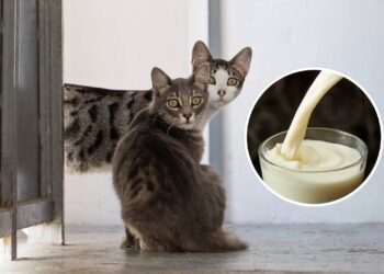 Acha que conhece o seu gato? 4 curiosidades sobre este felino