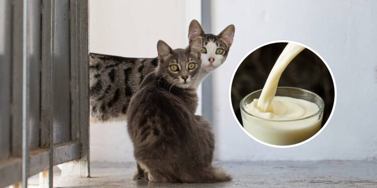 Acha que conhece o seu gato? 4 curiosidades sobre este felino