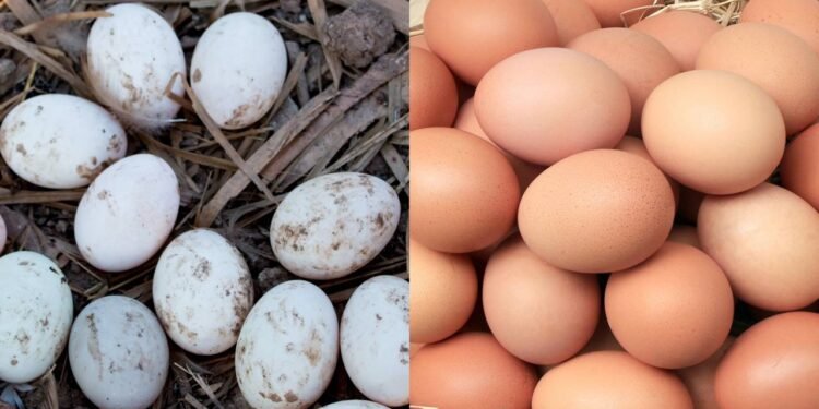 Muita gente come ovo de galinha e nem imagina o que perde no ovo de pato - Créditos: depositphotos.com / Tanagron / Créditos: depositphotos.com / studio2013