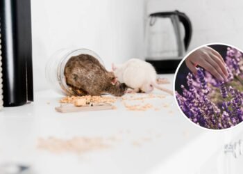 A forma mais segura para afastar ratos sem veneno em casa