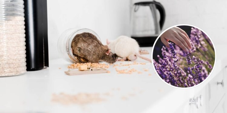 A forma mais segura para afastar ratos sem veneno em casa