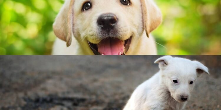 Como identificar sinais de depressão no seu animal de estimação