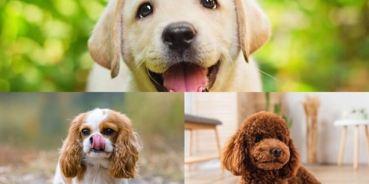 Quais são as 5 raças de cães mais afetuosas, segundo veterinários