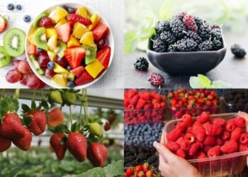 O grupo de frutas que ganhou fama por fortalecer o cérebro e melhorar a circulação