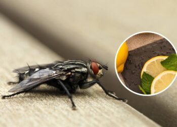 O método infalível para espantar moscas de sua casa e jardim
