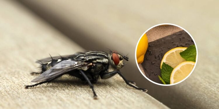 O método infalível para espantar moscas de sua casa e jardim