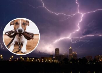 É seguro passear o seu cão durante uma tempestade?