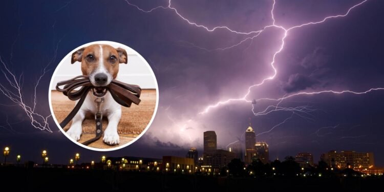 É seguro passear o seu cão durante uma tempestade?