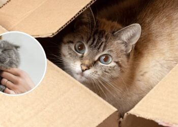 Esse é o motivo dos gatos gostarem tanto de caixas de papelão