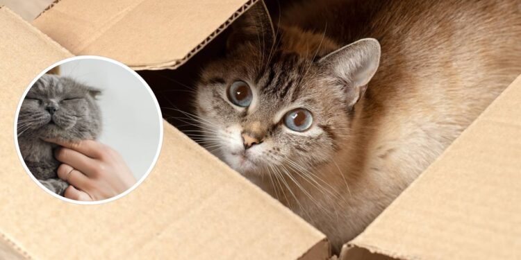 Esse é o motivo dos gatos gostarem tanto de caixas de papelão