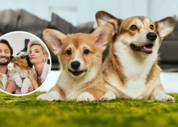 O que a psicologia diz sobre as pessoas que amam cães?