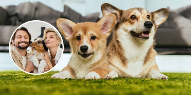 O que a psicologia diz sobre as pessoas que amam cães?