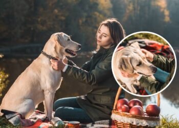 Nome clássico de animal de estimação retorna ao primeiro lugar na lista de nomes de cães mais populares de 2025