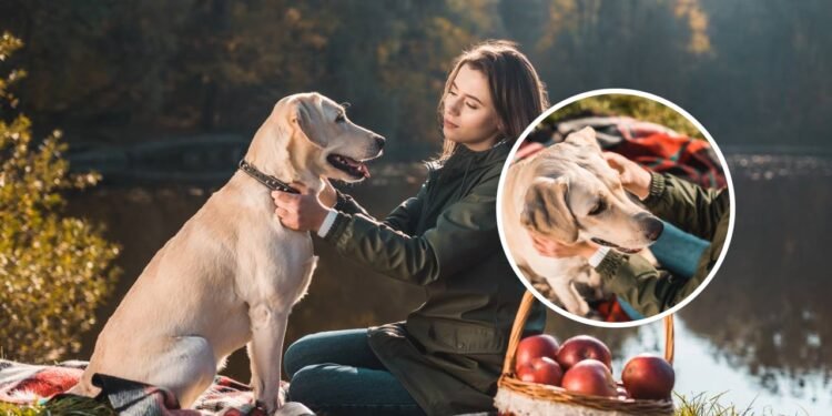 Nome clássico de animal de estimação retorna ao primeiro lugar na lista de nomes de cães mais populares de 2025