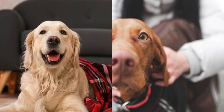 Os cães REALMENTE precisam de casacos no inverno?