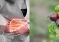 O vegetal que melhora a saúde do fígado quando consumido com frequência