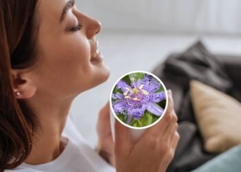 O chá que ajuda a aliviar ansiedade leve e relaxar antes de dormir