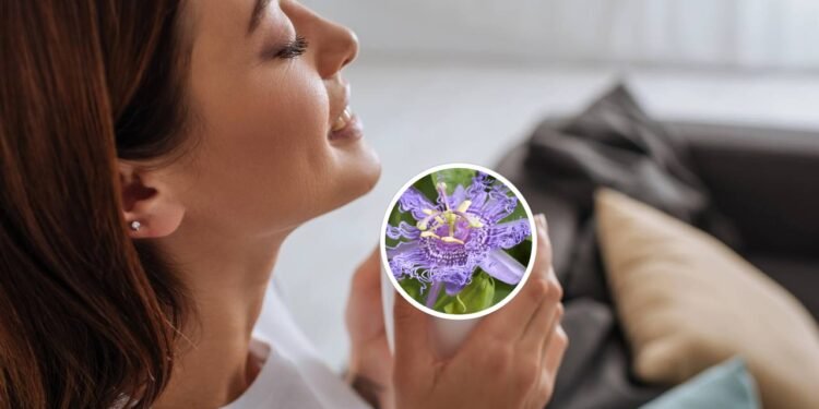 O chá que ajuda a aliviar ansiedade leve e relaxar antes de dormir