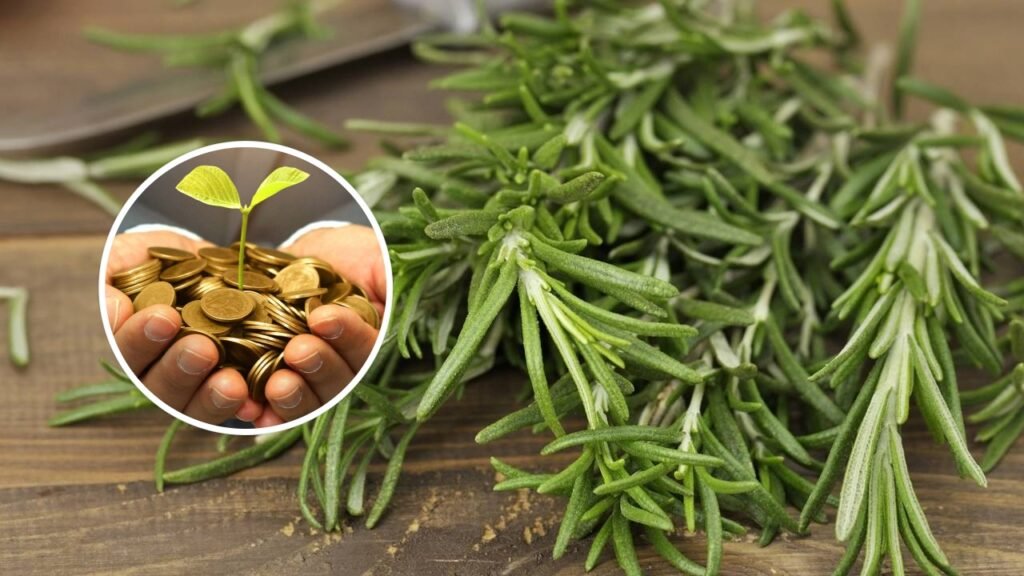 Onde colocar um raminho de alecrim em casa para atrair dinheiro, segundo o Feng Shui