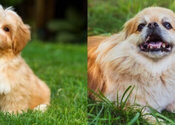 Com que idade você começa a se considerar um cachorro velho, segundo veterinários