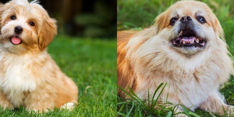 Com que idade você começa a se considerar um cachorro velho, segundo veterinários