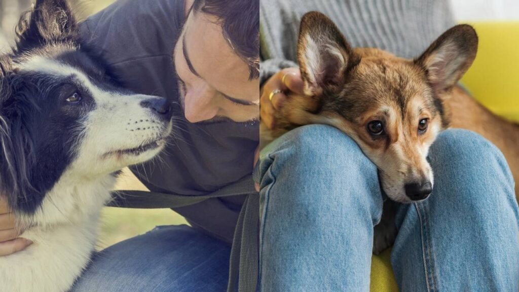 O que significa quando seu cão segue você para todos os lugares, de acordo com veterinários