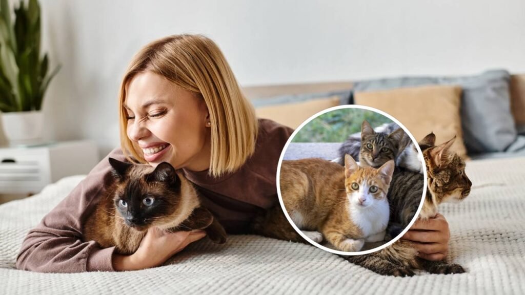 O que significa quando uma pessoa não gosta de gatos, segundo a psicologia