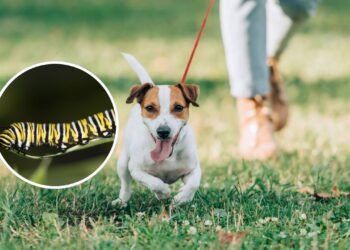 O inseto que parece inofensivo, mas pode matar seu cachorro