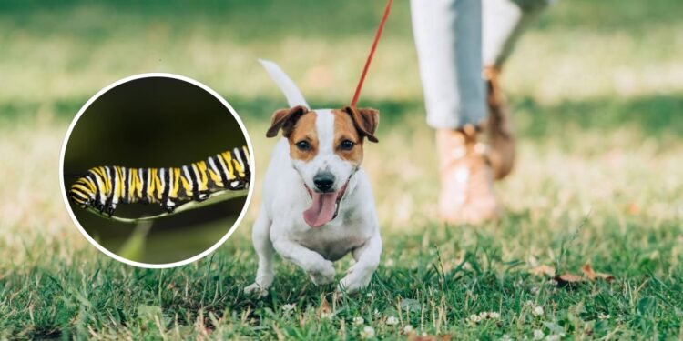 O inseto que parece inofensivo, mas pode matar seu cachorro