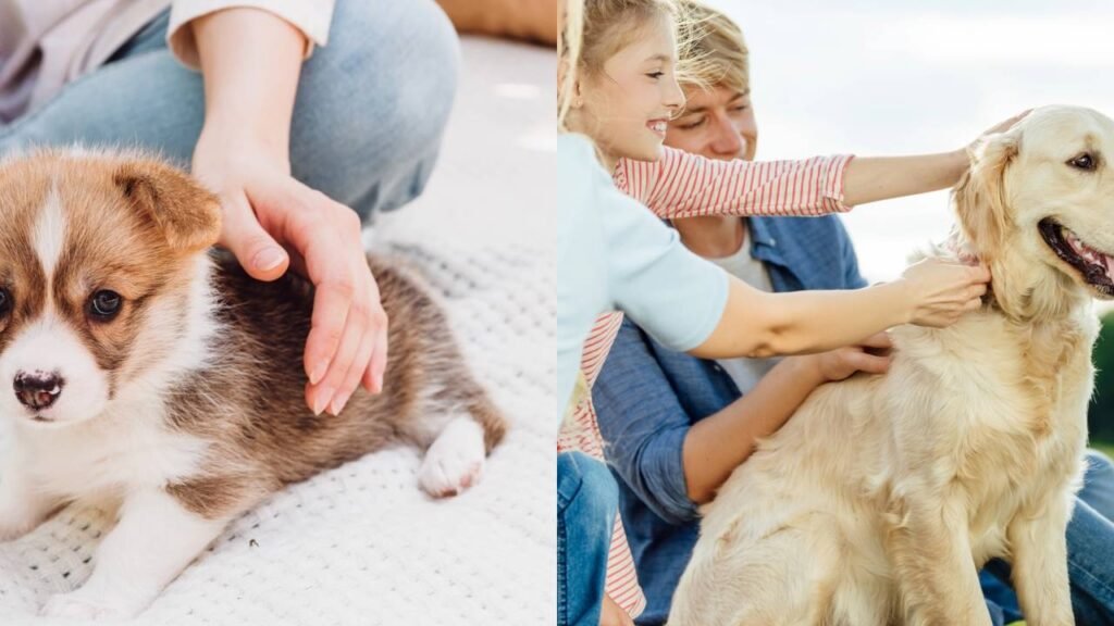 Os incríveis benefícios de adotar um cão adulto, segundo especialistas