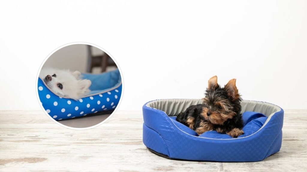 Quando lavar a cama do seu cão para evitar bactérias e problemas de saúde