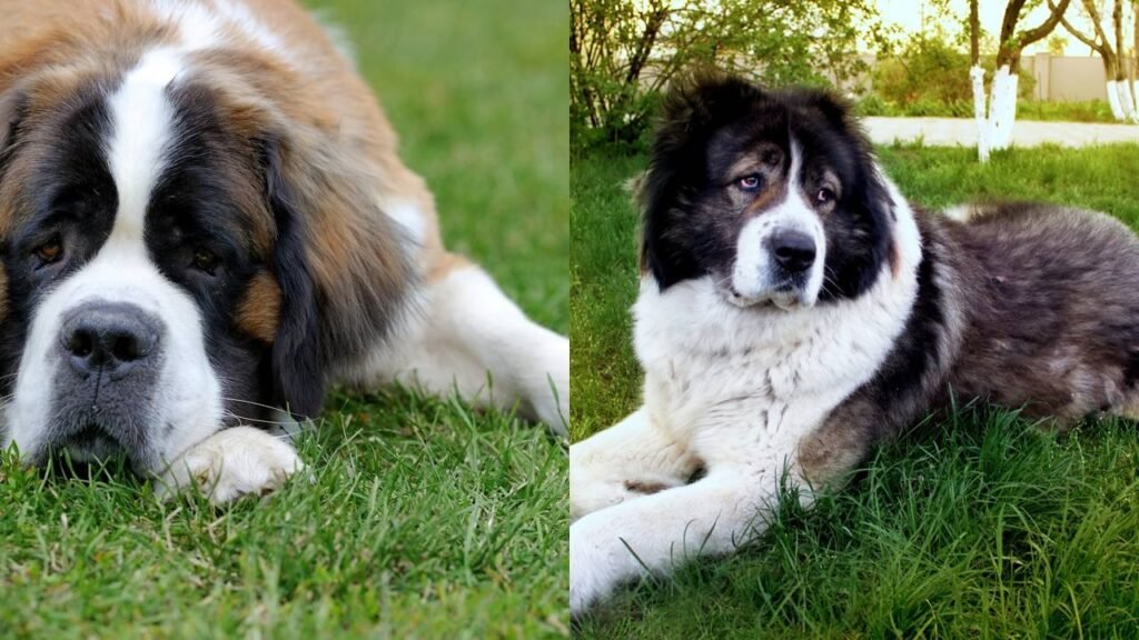 Por que cachorros grandes vivem menos? As 5 raças com menor expectativa de vida