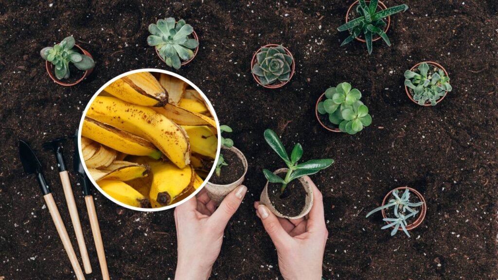 Quem possui jardim em casa nunca mais jogará cascas de banana no lixo