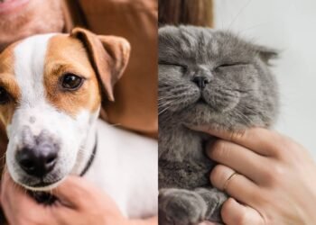 O que significa para uma pessoa preferir ter cães em vez de gatos, segundo a psicologia