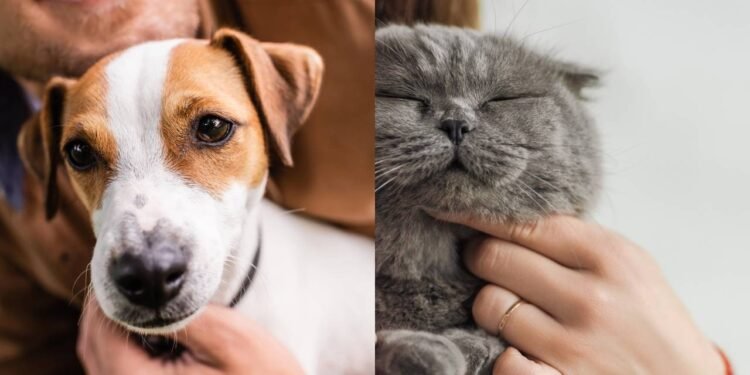 O que significa para uma pessoa preferir ter cães em vez de gatos, segundo a psicologia