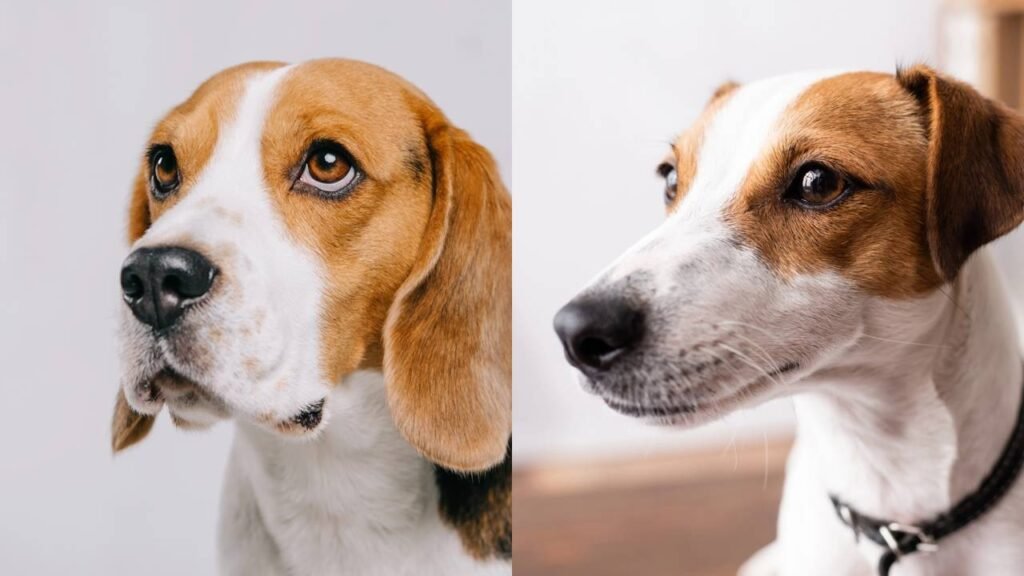 Quais raças de cães não podem viver nas cidades?