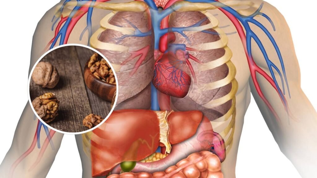 Como incluir as nozes na dieta e ter um superalimento na mesa