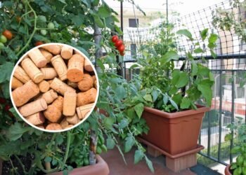 Poucos sabem por que recomendam enfiar rolhas de vinho no jardim das casas e para que serve