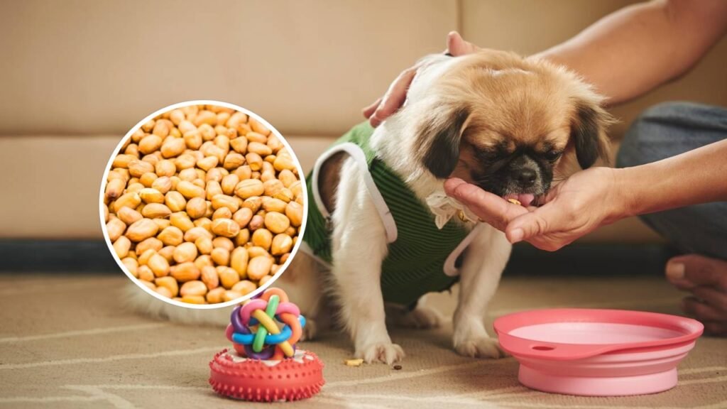 Cachorros podem comer amendoim? É isso que você precisa saber