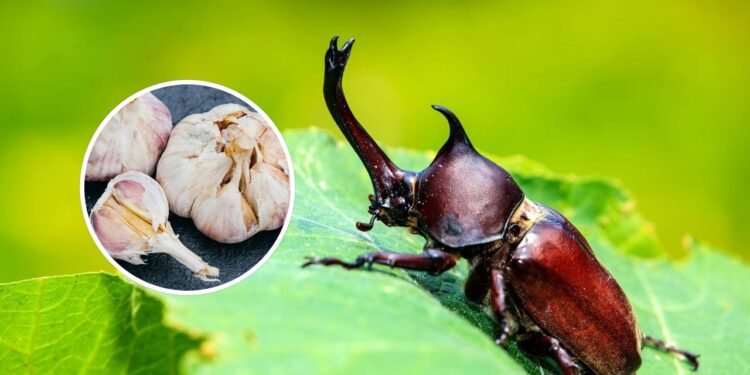 Esqueça os besouros no jardim com o vegetal que os mantém afastados para sempre