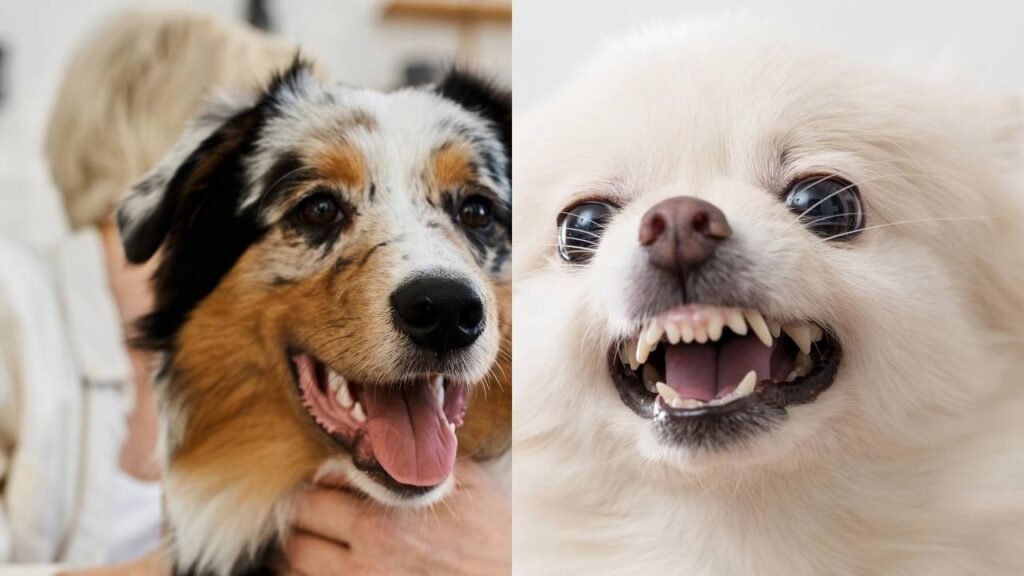 O carinho que seu cachorro pode considerar uma ameça e reagir mal