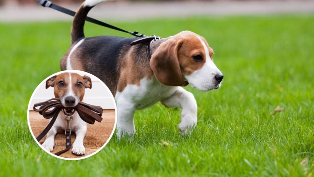 Os 5 erros que todos cometem ao passear com o cachorro