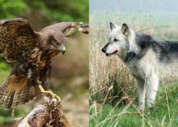 Qual é o animal espiritual que protege você de acordo com sua data de nascimento?